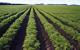 Área de Agricultura, Ganadería y Zonas Verdes