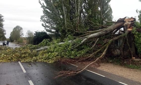 Retirada de árboles en carreteras provinciales