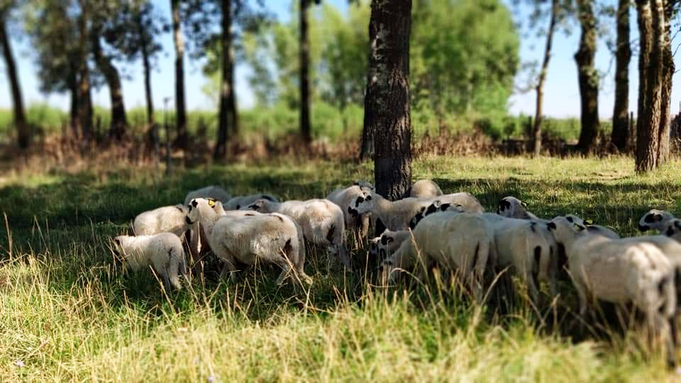 Convenios de colaboración con asociaciones de ganado ovino selecto