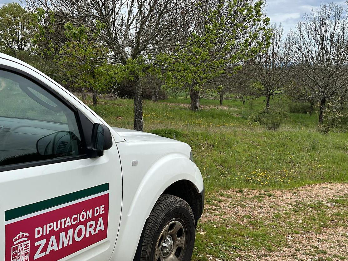 La Mesa del Castaño de Zamora realiza trabajos para el control de la avispilla