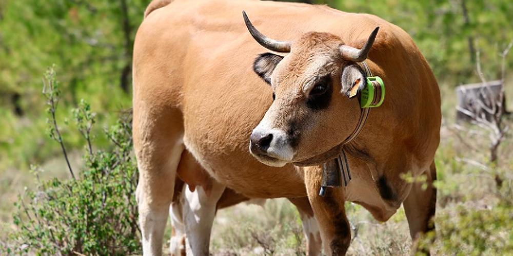 Vaca con un collar de vallado virtual