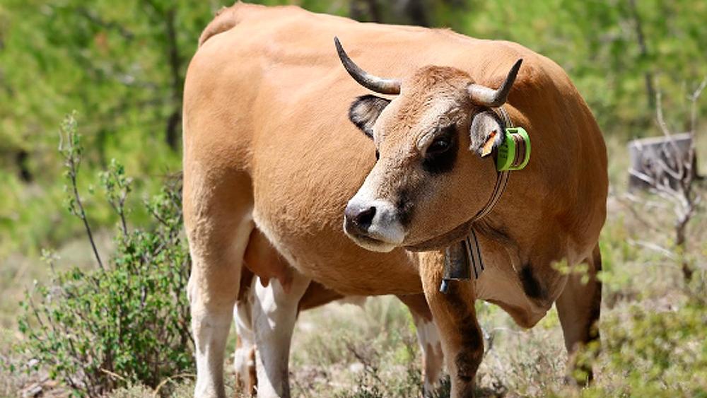 Vaca con un collar de vallado virtual