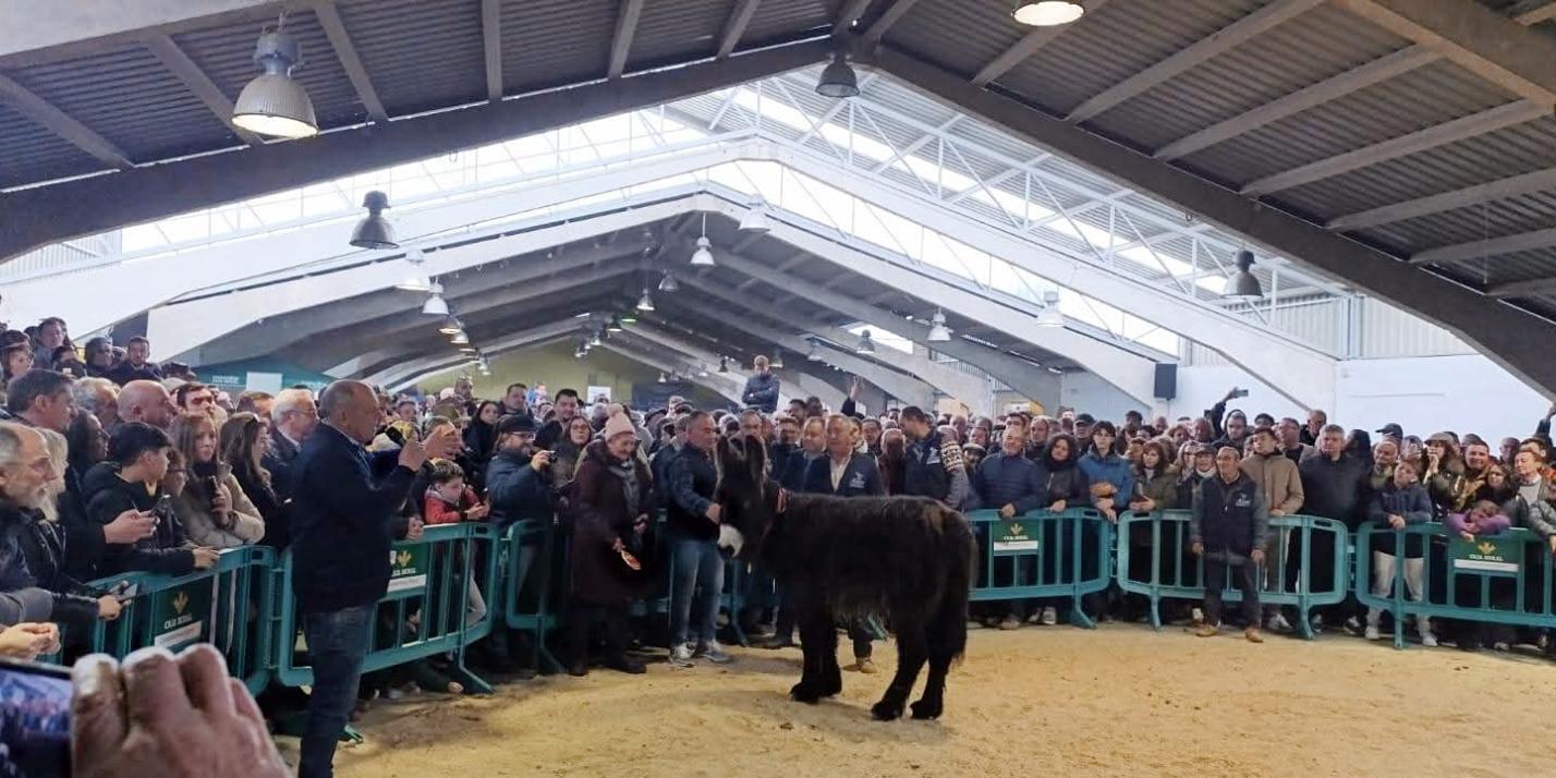 Subvenciones destinadas a fomentar encuentros ganaderos, a impulsar el desarrollo rural sostenible y la dinamización del sector ganadero