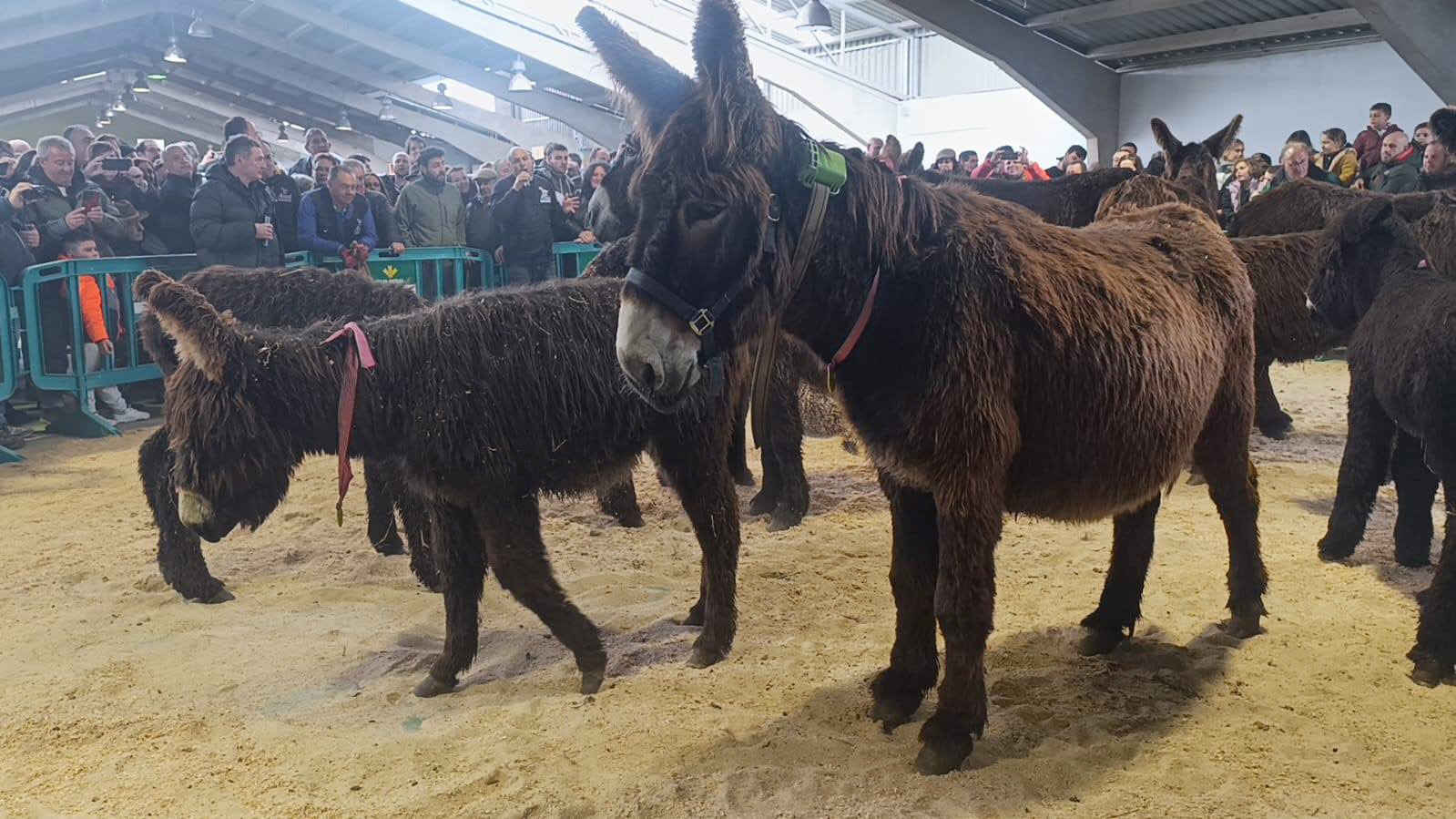 Resolución convocatoria razas autóctonas2025