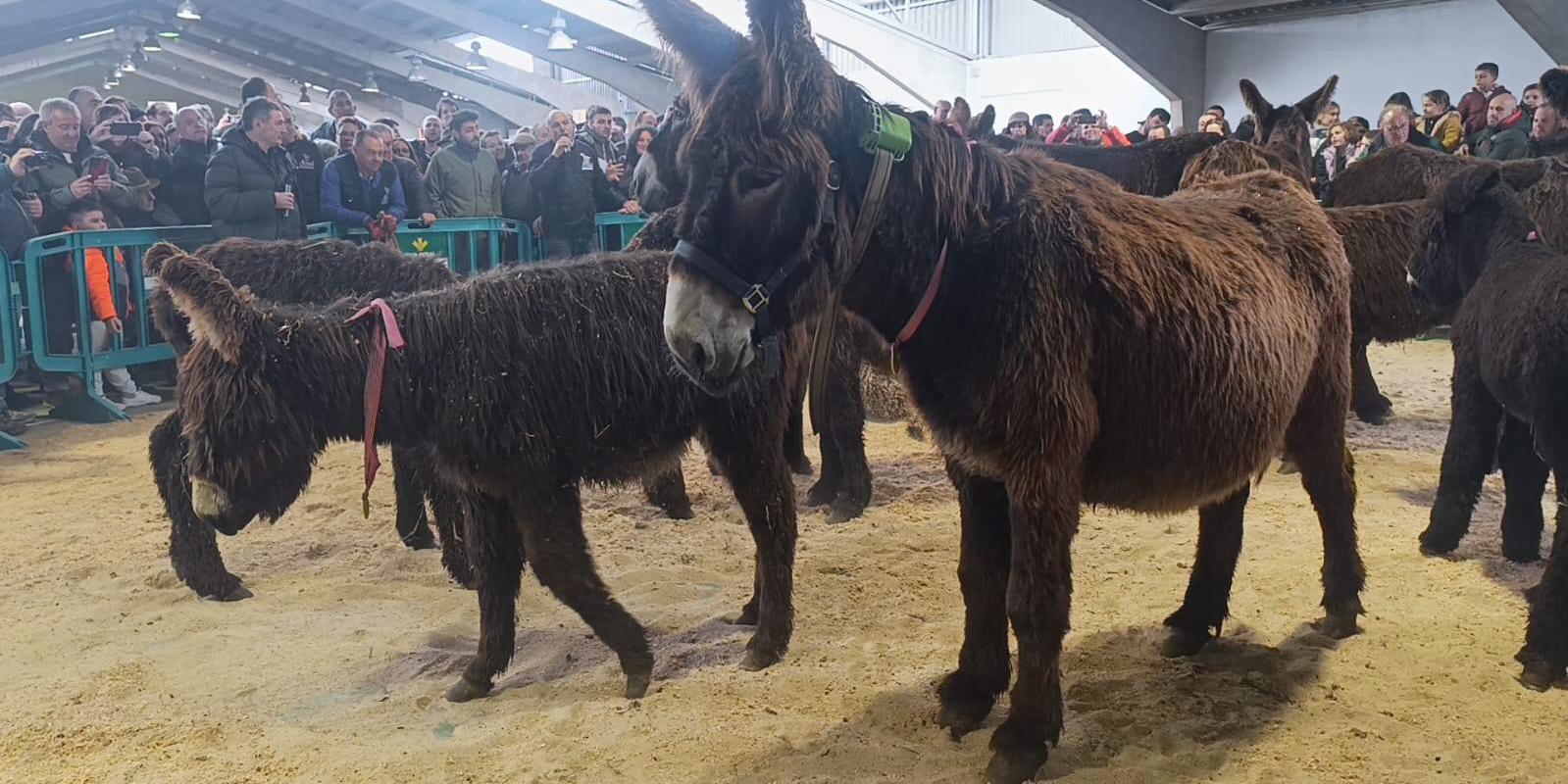 Estas ayudas tienen como finalidad preservar la diversidad zoogenética y el patrimonio genético