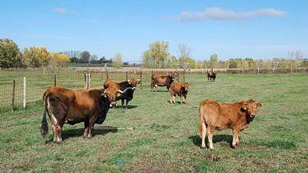 Vacas-Alistano.jpg_350251720