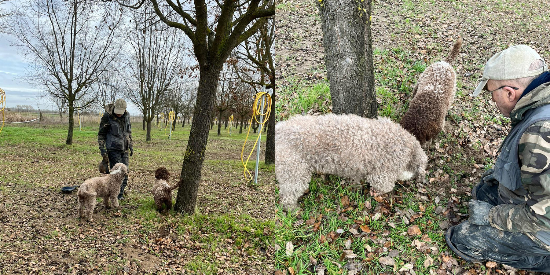 La Institución Provincial dispone de una parcela de 1,4 hectáreas dedicada a la producción de trufa negra ecológica certificada