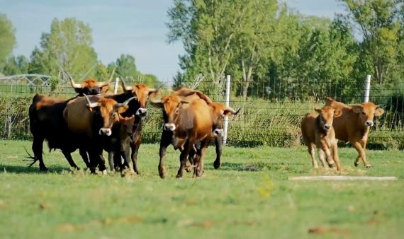 Entre las condiciones exigidas a los beneficiarios figuran la cría en pureza de los animales y la participación en programas de conservación de las razas.