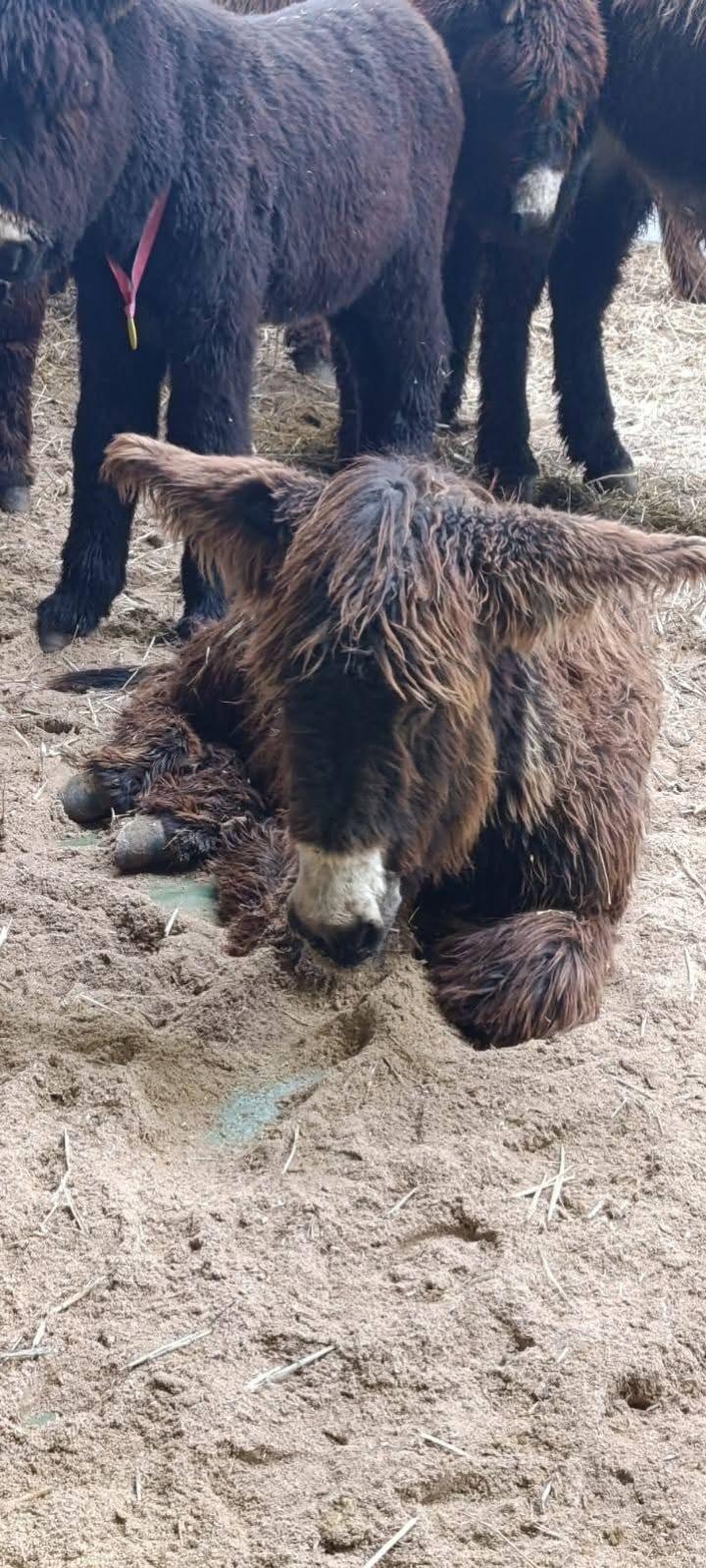 La Diputación de Zamora reafirma así su compromiso con la conservación de los recursos zoogenéticos